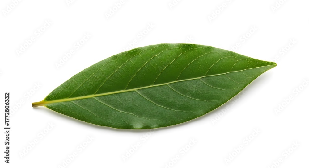 Obraz premium Single Green Leaf Isolated on White Background