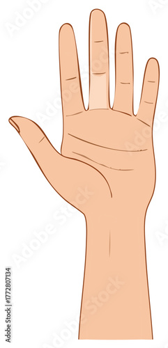 Raised Open Hand Illustration with Five Fingers Showing Palmar Creases and a Thumb