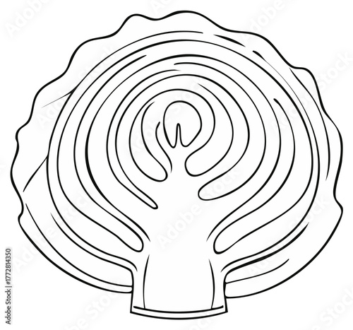 Line art illustration of a fresh cabbage half cut showing internal leaf layers vegetable food ingredient