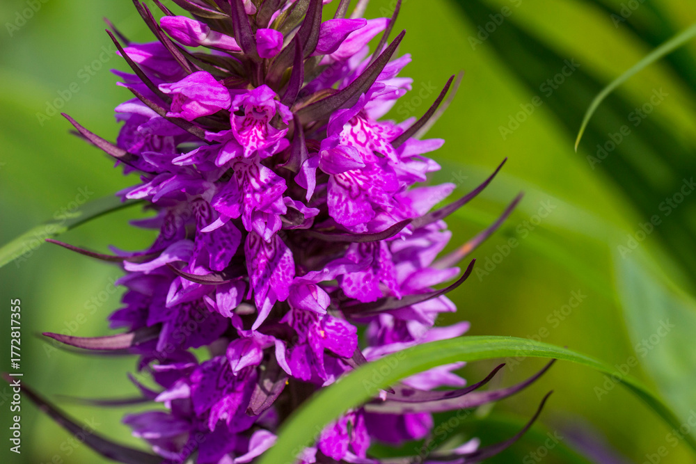Obraz premium Jatryshnik palchatokorennik is a fruit flower on a blurred background in close-up. natural lighting