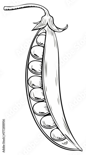 Black and White Line Art of Open Pea Pod with Seeds Illustration