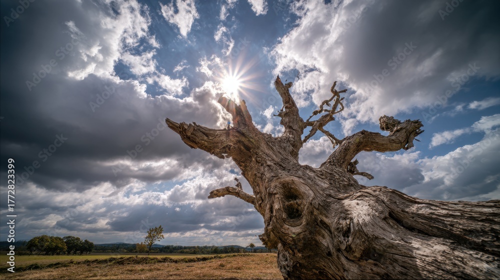 Fototapeta premium Bright sunlight streams through dark clouds above a gnarled and timeless tree in a peaceful field.