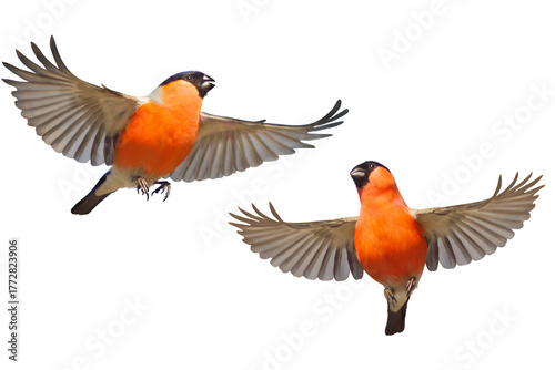 Set of two male Eurasian Bullfinches Pyrrhula pyrrhula flying in different poses. Isolated on a white background