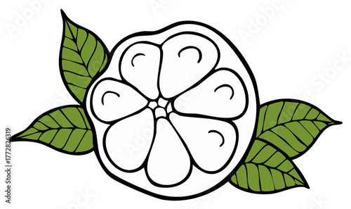 Half Cut Citrus Fruit with Green Leaves, Simple Line Art Illustration for Packaging and Designs