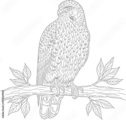 Eagle bird branch feathers wildlife nature predator avian raptor illustration art