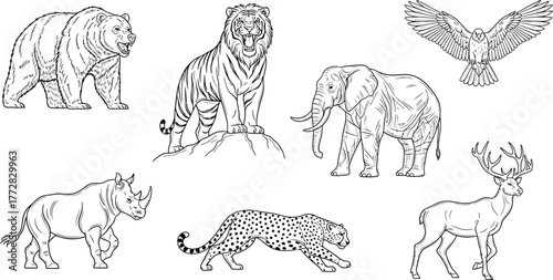 Wildlife animals bear tiger elephant eagle rhino cheetah deer nature drawing art