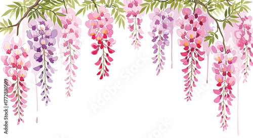 Vibrant cascading wisteria blossoms in shades of pink and purple create an elegant natural border for spring celebrations and romantic designs
