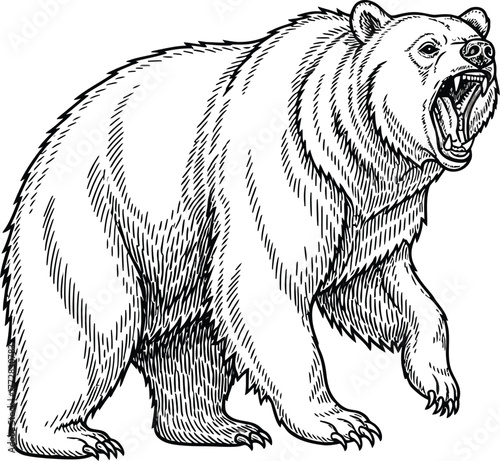 Bear animal mammal wildlife predator carnivore nature forest wild danger zoo