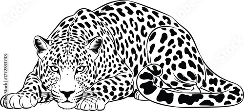 Leopard feline predator carnivore mammal wildlife animal hunter spots wildcat