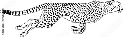 Cheetah running predator feline mammal wildlife speed spots hunter fast wild