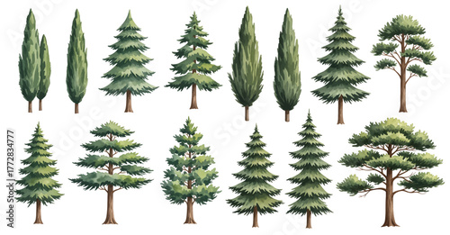 A diverse collection of illustrated evergreen trees, including various pine, fir, and cypress species, isolated on a transparent background.