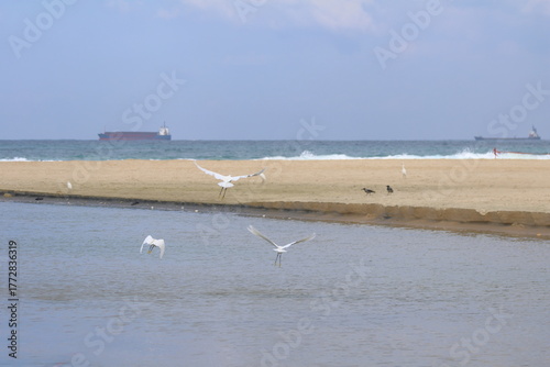 Seagulls flying over the beach in the morning at Bang Pu beach, Thailand