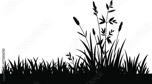 Silhouette of lush green grass and wildflowers growing in a meadow nature outdoor scene