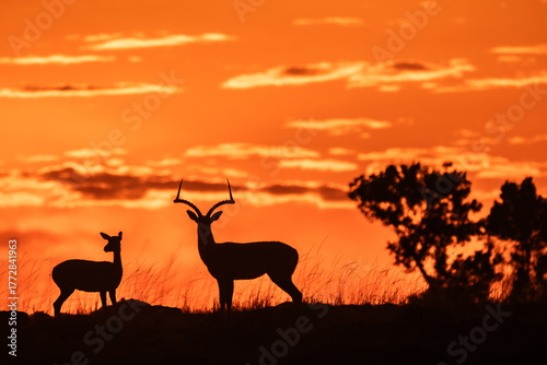 Silhouettes at Sunset