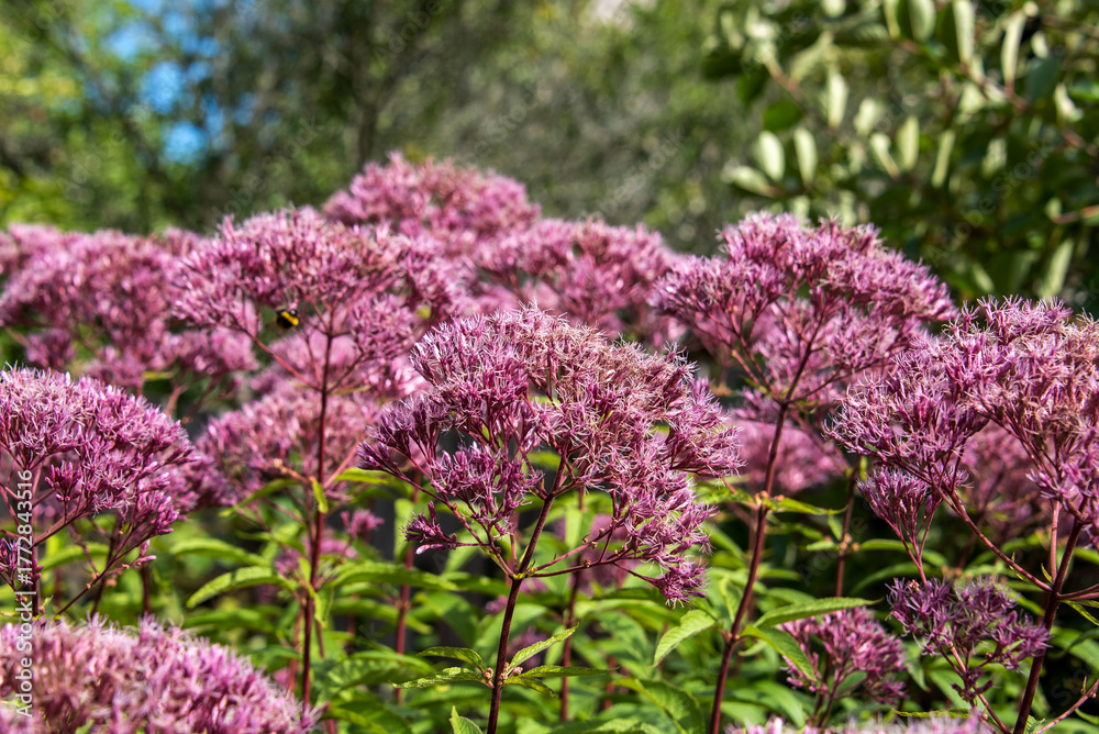 Obraz premium Eupatorium blooms in the garden.