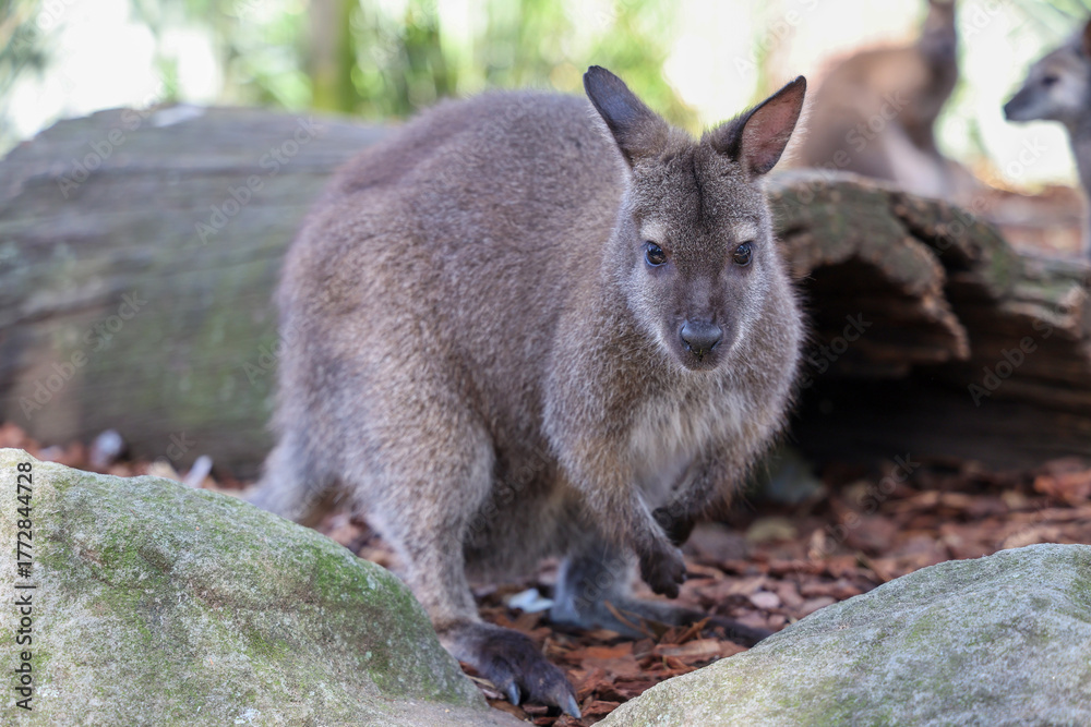 Obraz premium The Tammar Wallaby is small animal and cute in Australia