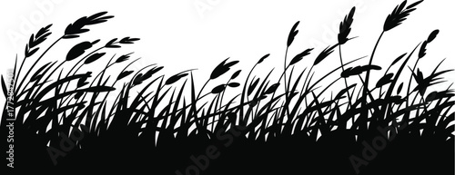 Silhouette of tall wild grass swaying gently in the wind against a clean background
