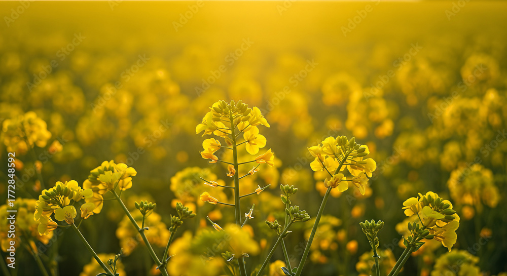 Obraz premium Vibrant Yellow Bloom: A field of flowering plants bathed in the golden light of the sun creates a captivating and immersive natural landscape.