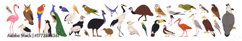 Set of different species of birds. Cute parrots, hummingbirds, penguins, toucans, eagles and owls. Various feathered animals. Wild fauna. Flat isolated vector illustrations on white background.