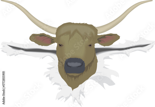 A detailed vector illustration of bull head, perfect for wildlife art, educational designs, mascot branding, or creative decoration in digital projects.
