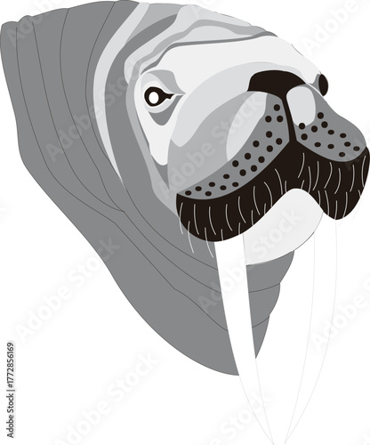 A detailed vector illustration of walrus head, perfect for wildlife art, educational designs, mascot branding, or creative decoration in digital projects.
