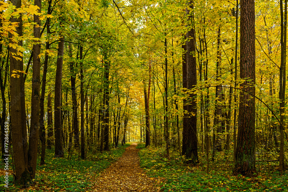 Obraz premium Forest path in autumn park covered with falling leaves. Beautiful woodland landscape during fall season for nature background.