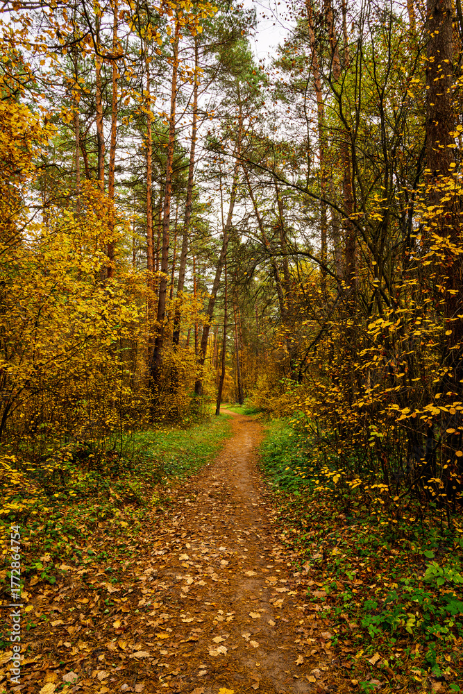 Obraz premium Forest path in autumn park with tall pine trees and golden foliage. Nature trail in seasonal woodland for outdoor activity. Scenic landscape.