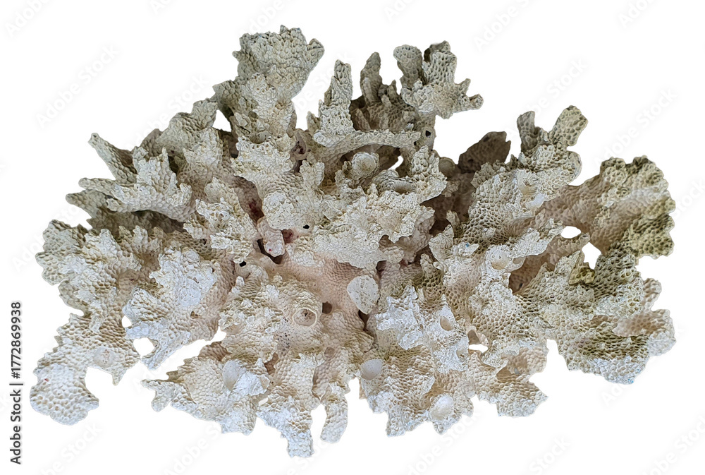 Obraz premium White coral specimen with branching structure isolated on transparent background 