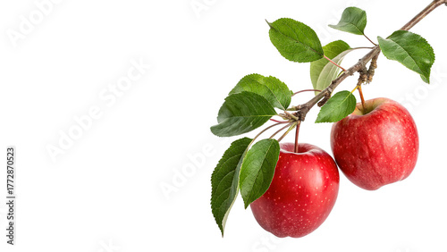 Bright red apples hanging from a branch in a sunny orchard during the harvest season on a transparent background