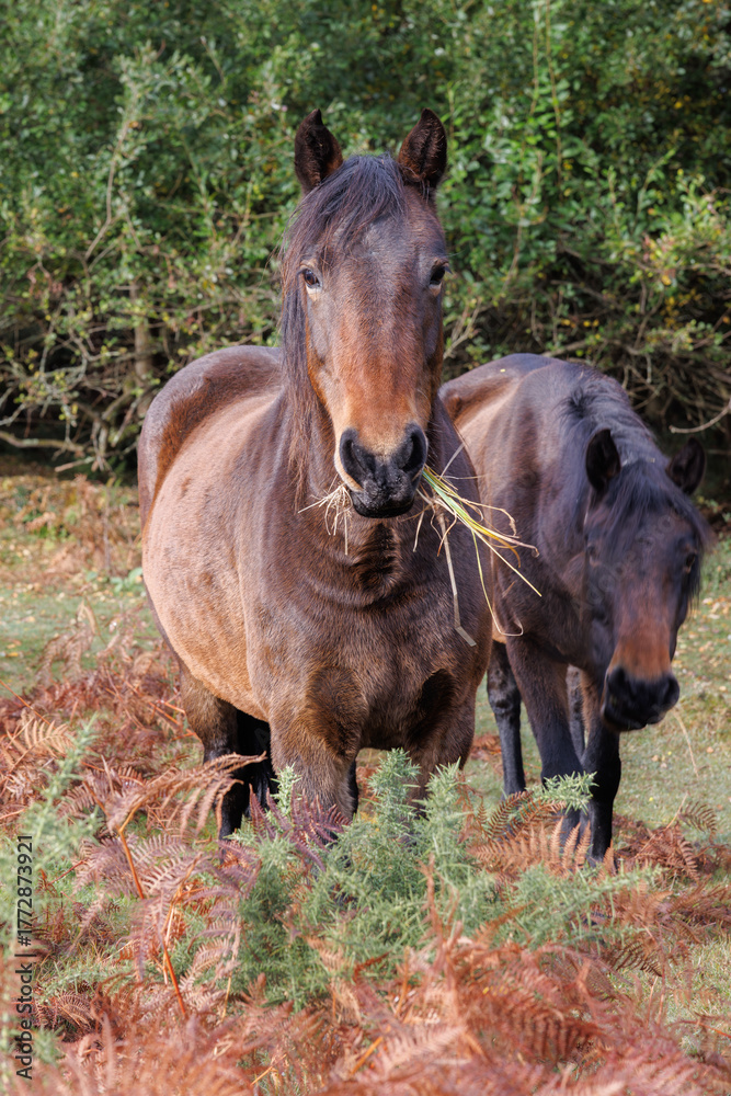 Obraz premium New Forest pony eating grass on Cadnam Common, Hampshire, England with companion grazing behind. Wild ponies roam freely in their natural habitat among autumn bracken and gorse bushes.