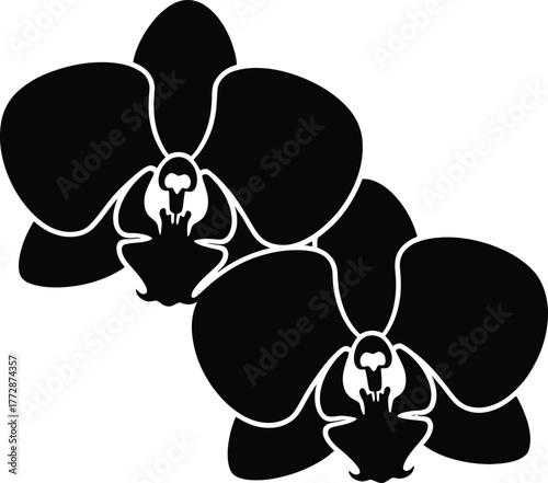 Elegant black silhouette of orchid flowers