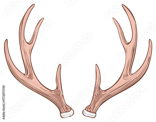 Illustration of deer antlers, isolated. Rustic design element.