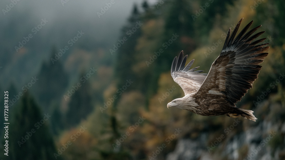 Obraz premium Greifvogel im Flug – Symbol für Freiheit, Stärke und Präzision in der Natur