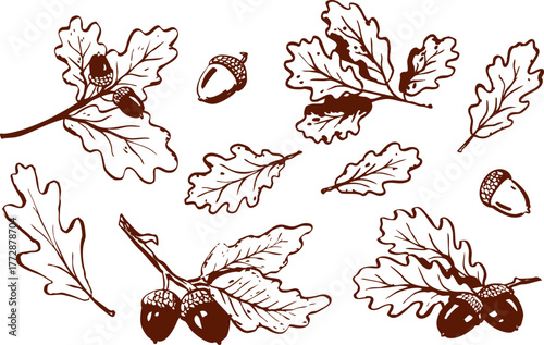 Hand drawn oak leaves and acorns in detailed brown line art. Autumn nature vector illustration with botanical forest elements and natural texture.