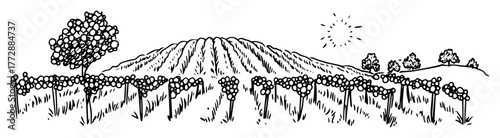 monochrome hand-drawn vector sketch of grape field with distant hills and sun