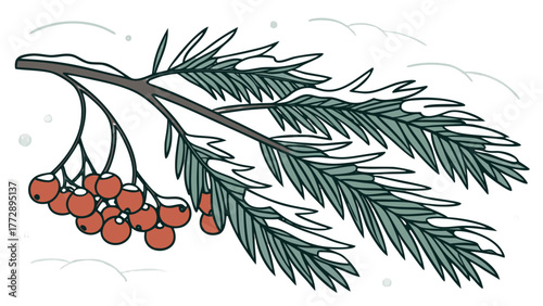 Snow Covered Pine Branch with Red Berries Winter,  A detailed vector illustration of a snow-covered pine branch adorned with vibrant red berries, evoking a classic winter and Christmas scene