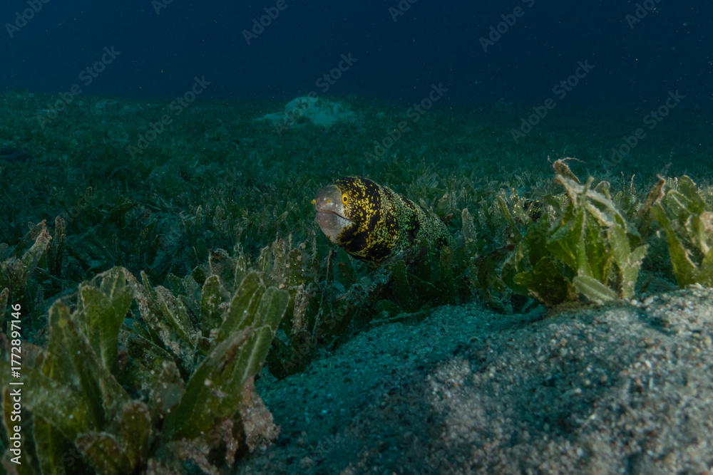 Obraz premium Moray eel Mooray lycodontis undulatus in the Red Sea, Eilat Israel 