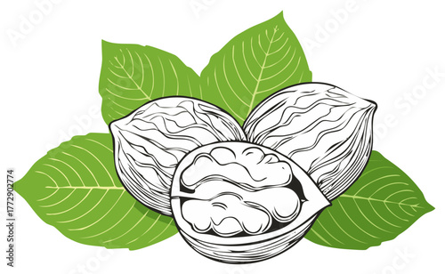 Three Whole Walnuts and One Halved with Green Leaves Illustration