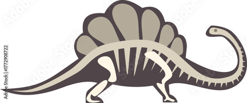 Spinosaurus dinosaur skeleton walking on isolated white background