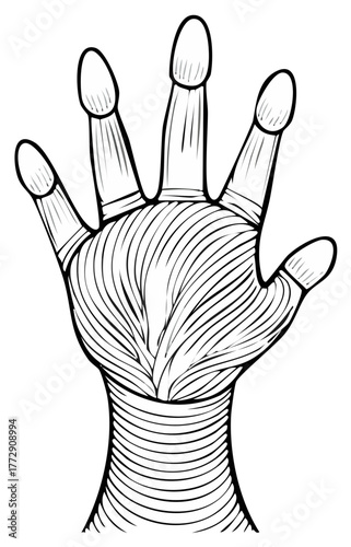 Stylized anatomical illustration of a monster hand with visible muscle texture line art