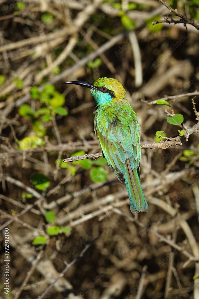 Fototapeta premium Asian green bee-eater perched on a branch
