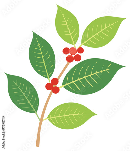 Coffee plant branch with green leaves and red cherries vector illustration