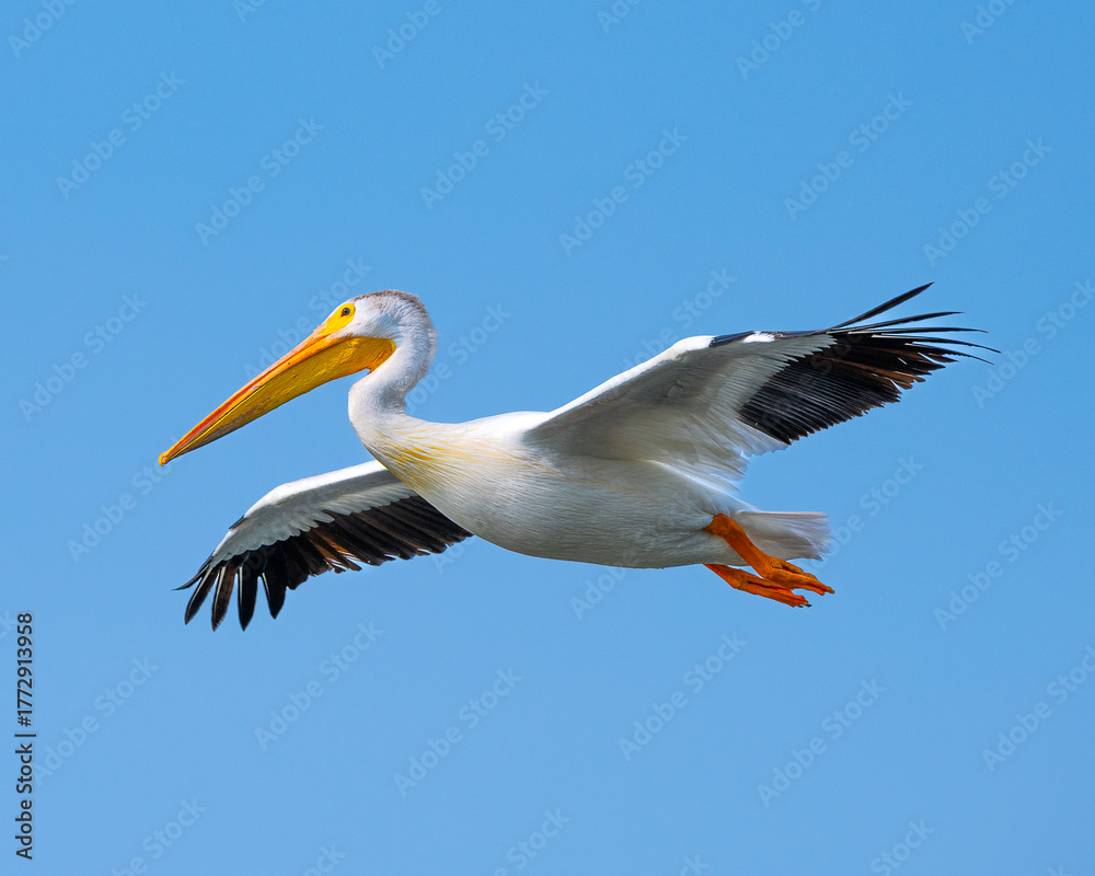 Obraz premium Pelicans in flight with amazing bokeh from sun reflecting off of a lake, flying with a blue shy background and silhouetted against a gray sky. 
