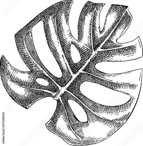 Monstera - tropical plant sketch. Swiss cheese plant hand drawn vector illustration. Exotic flora icon. NOT AI generated