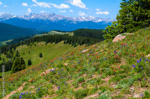 Wildflowers blooming on Shrine Pass, Vail, Colorado, USA.