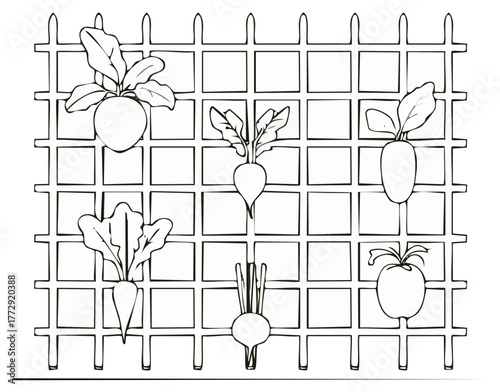 Black and white illustration of vegetables growing on a trellis