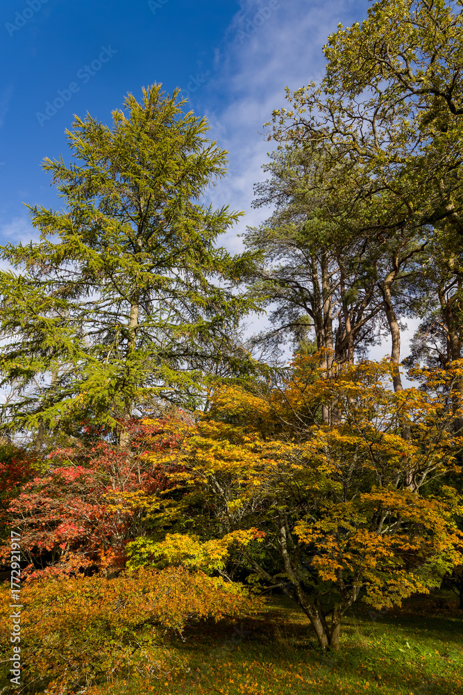 Fototapeta premium Colourful autumnal trees against a bright blue sky on a sunny day in England