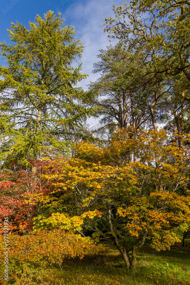 Fototapeta premium Beautiful woodland scene in autumn with golden foliage against a bright blue sky