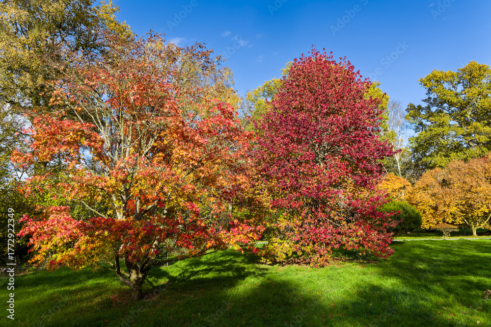 Naklejka premium Colorful autumn trees with red, orange, and yellow leaves on a sunny day