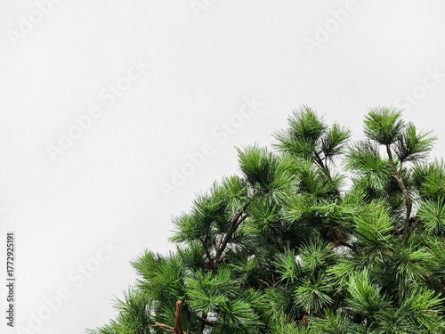 Background of the top of a natural pine tree on a white background. Japanese Black Pine, also known as Pinus Thunbergii, from the Pinaceae family, on a textured white wall background. Space for text.